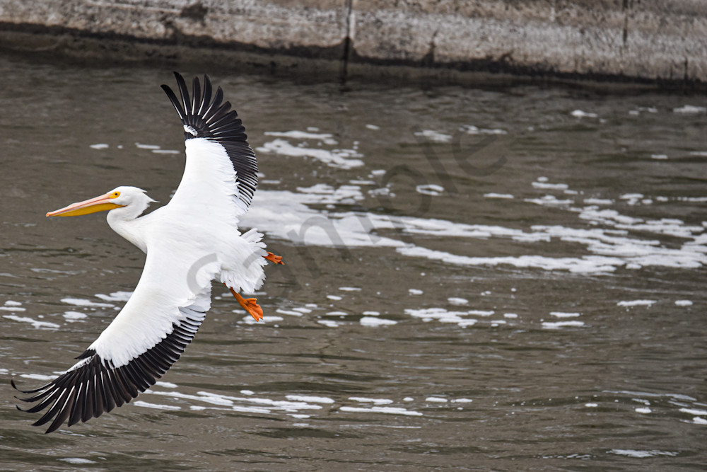 Dsc0322 Photography Art | Photos By Regan