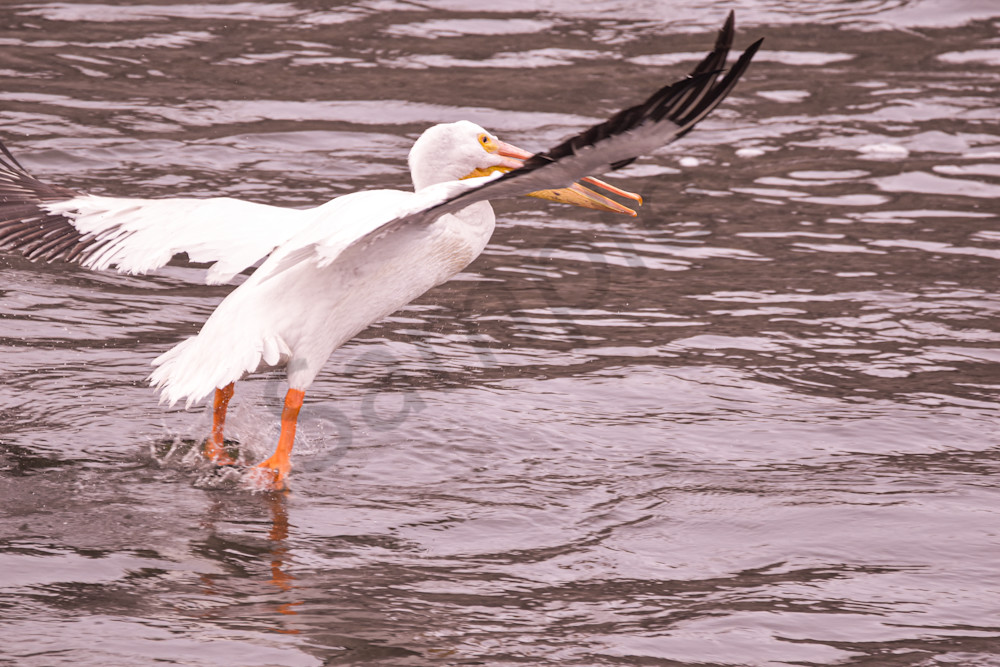 Dsc0274 Photography Art | Photos By Regan