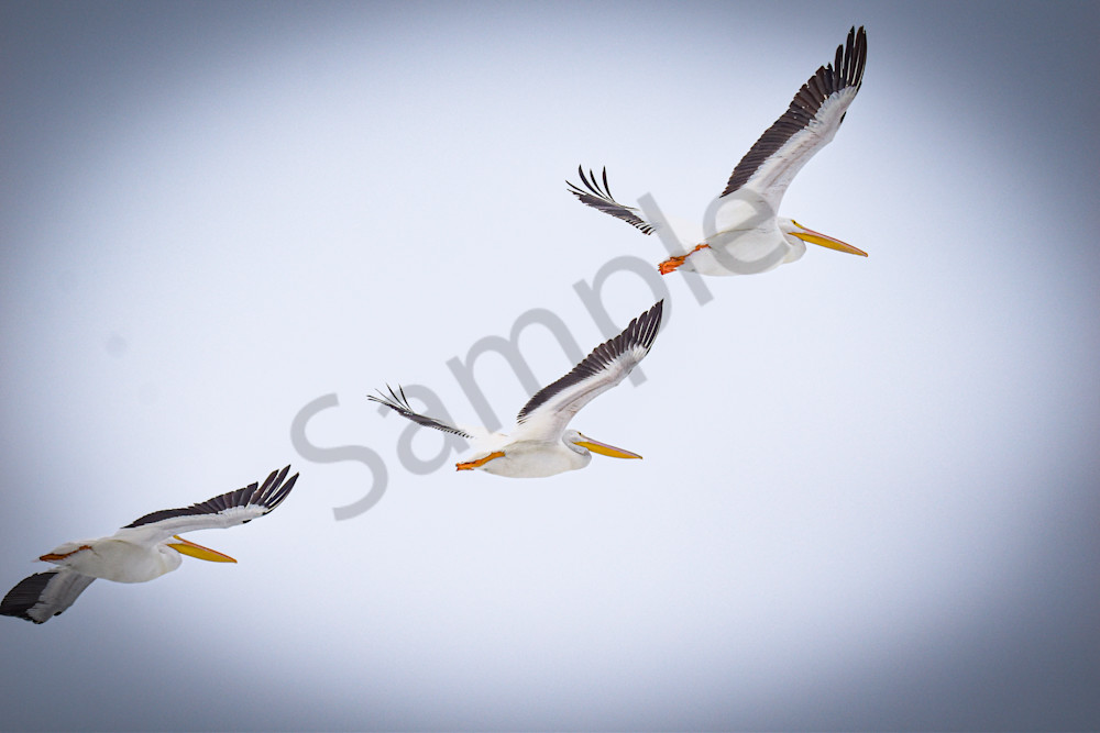 Dsc0205 Photography Art | Photos By Regan