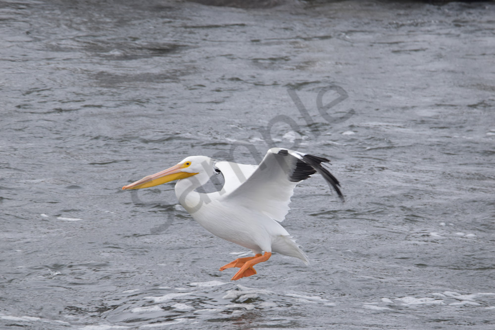 Dsc0333 Photography Art | Photos By Regan