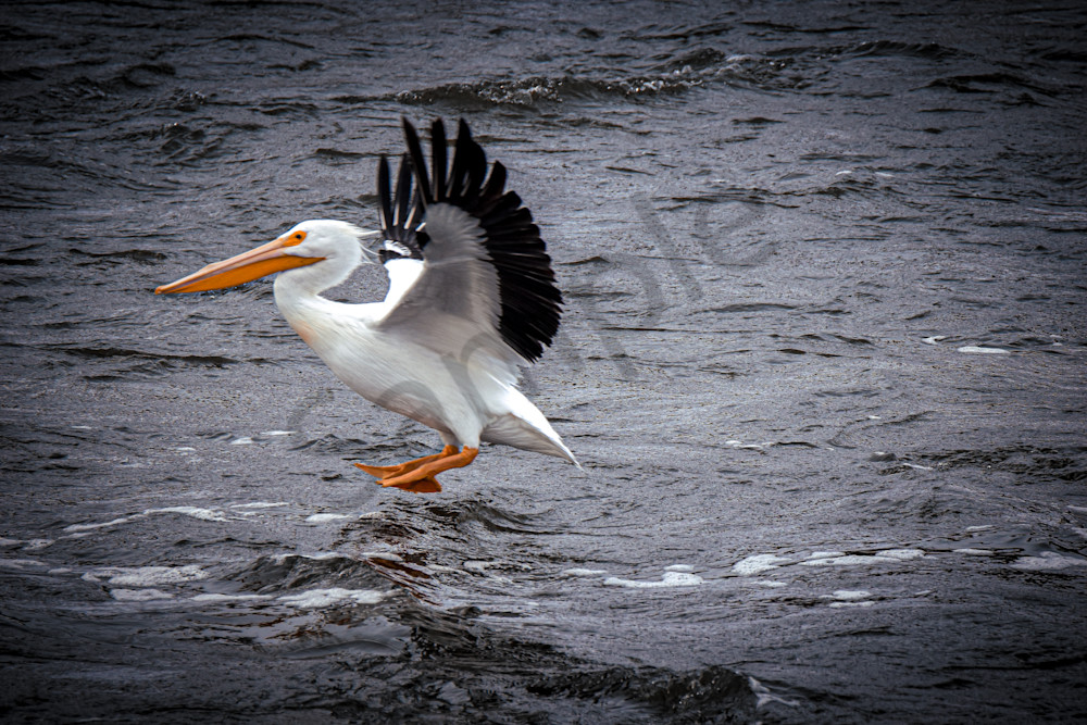 Dsc0335 Photography Art | Photos By Regan