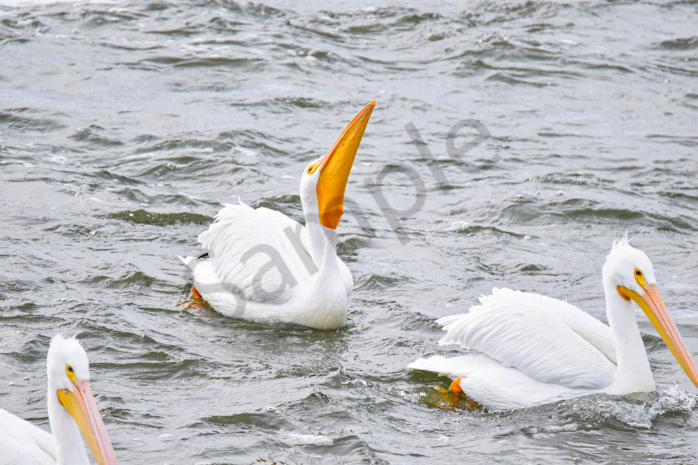 Dsc0355 Photography Art | Photos By Regan