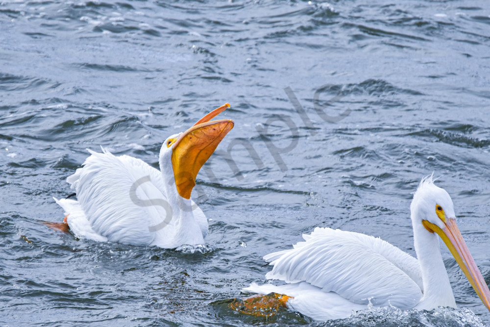 Dsc0354 Photography Art | Photos By Regan