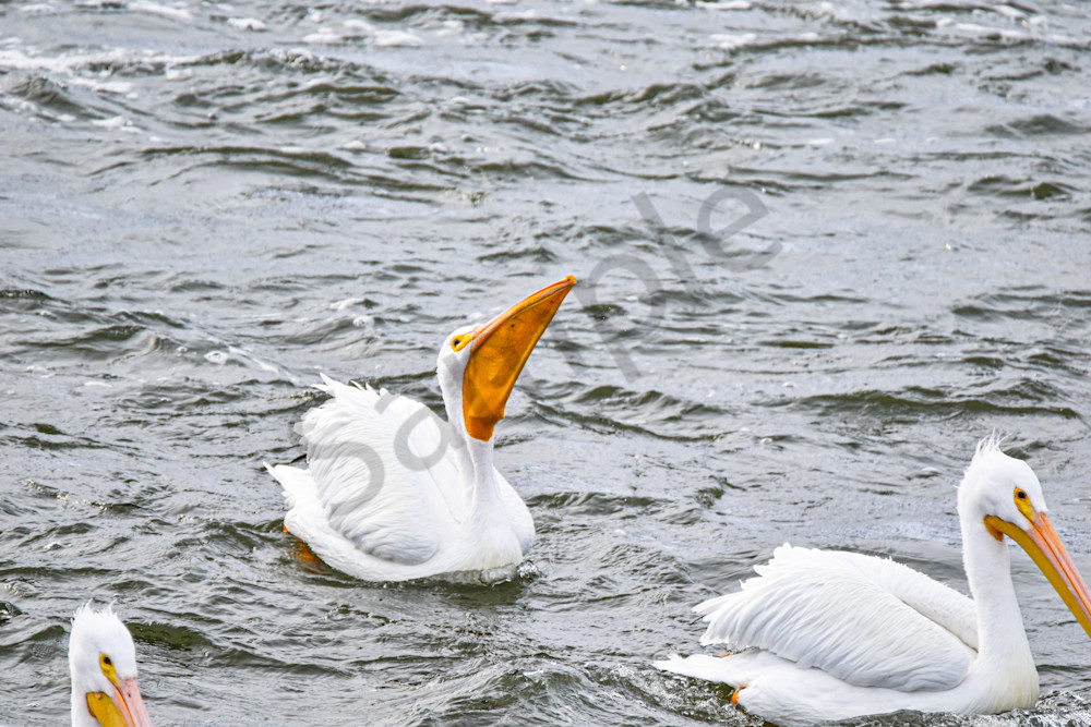 Dsc0356 Photography Art | Photos By Regan