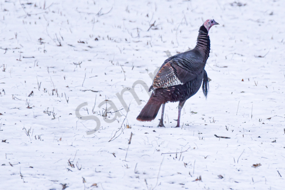 Dsc0025 7 Photography Art | Photos By Regan