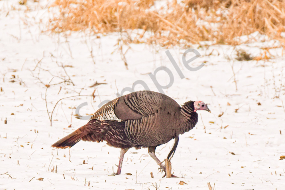 Dsc0028 7 Photography Art | Photos By Regan