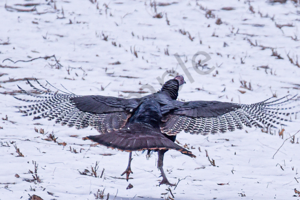 Dsc0041 4 Photography Art | Photos By Regan