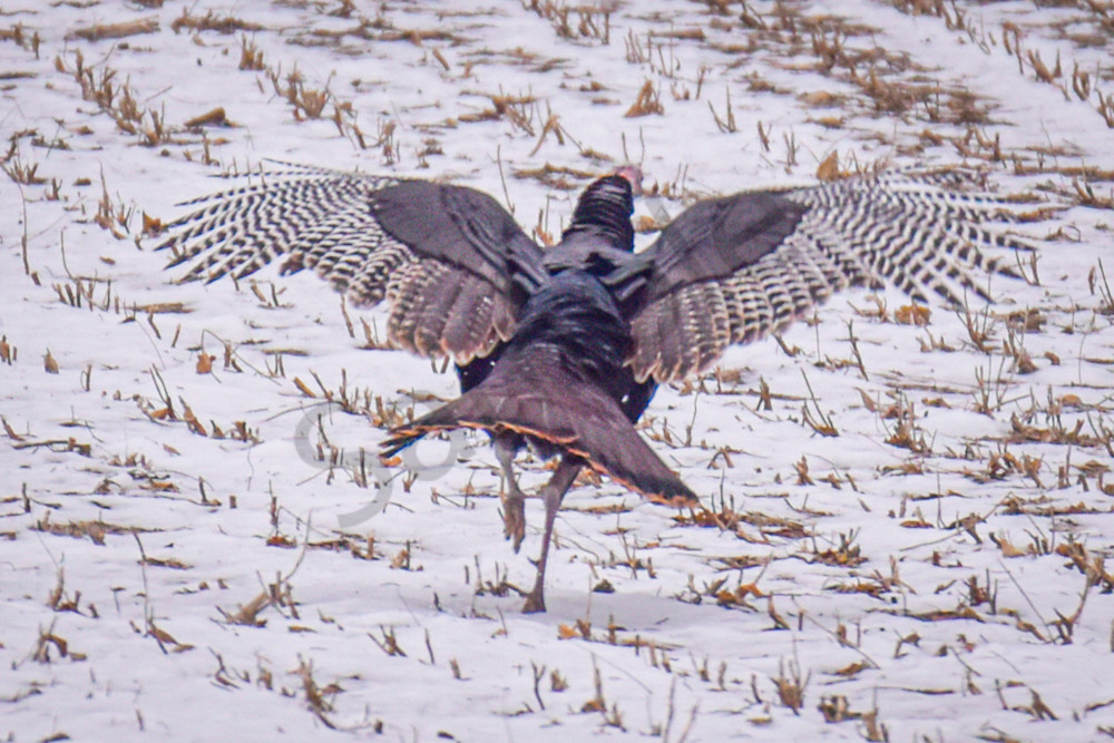 Dsc0049 4 Photography Art | Photos By Regan