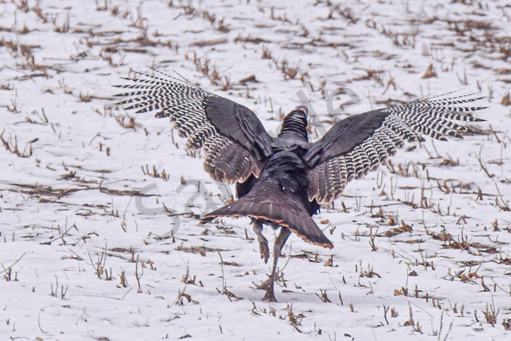 Dsc0047 5 Photography Art | Photos By Regan