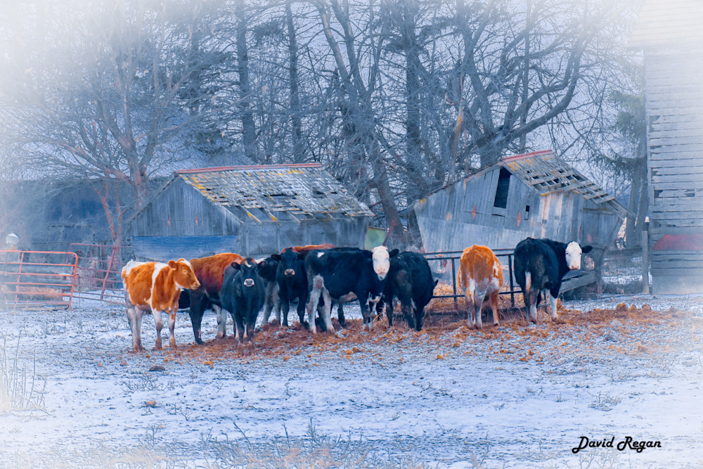 Dsc0217 Photography Art | Photos By Regan