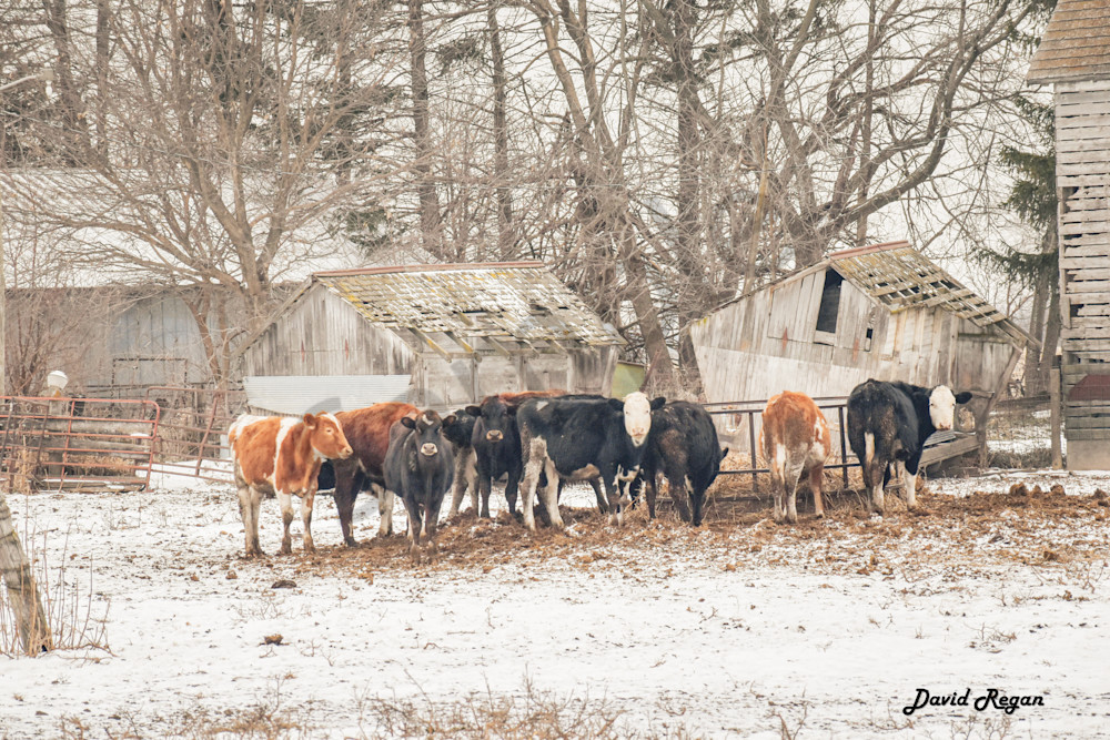 Dsc0216 Photography Art | Photos By Regan