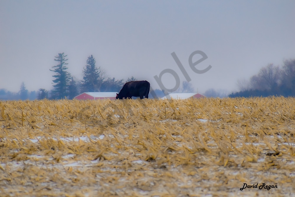 Dsc0268 Photography Art | Photos By Regan