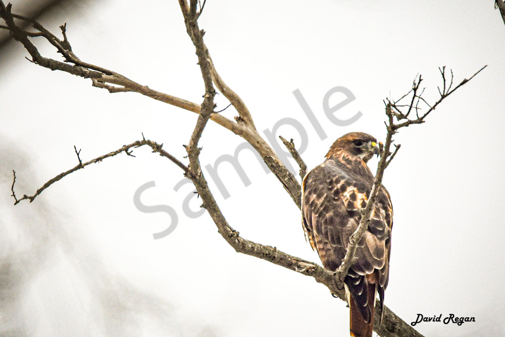 Dsc0161 2 Photography Art | Photos By Regan