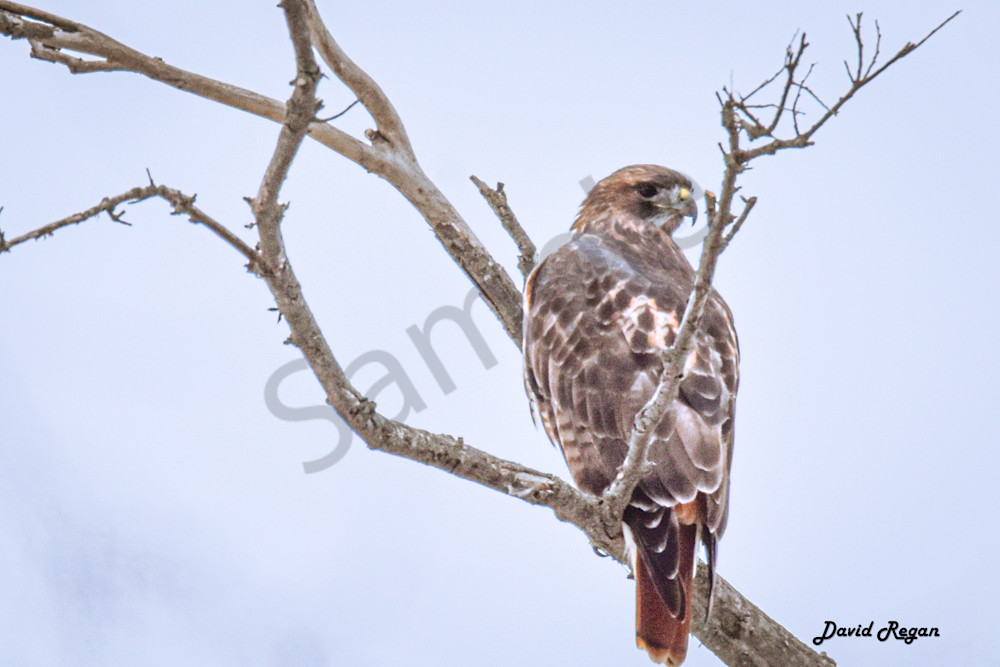 Dsc0160 Photography Art | Photos By Regan