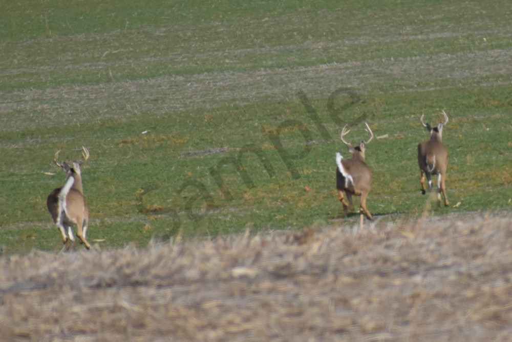 Dsc0130 3 Photography Art | Photos By Regan