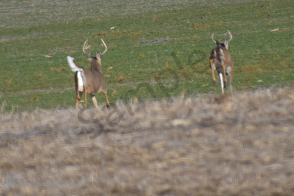 Dsc0126 4 Photography Art | Photos By Regan