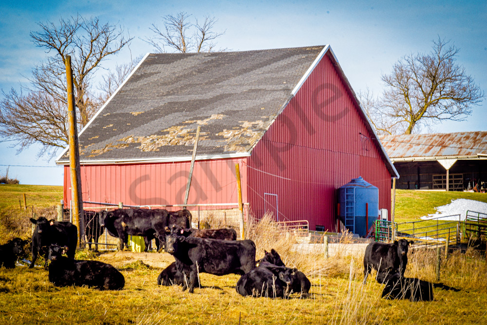Dsc0103 Photography Art | Photos By Regan