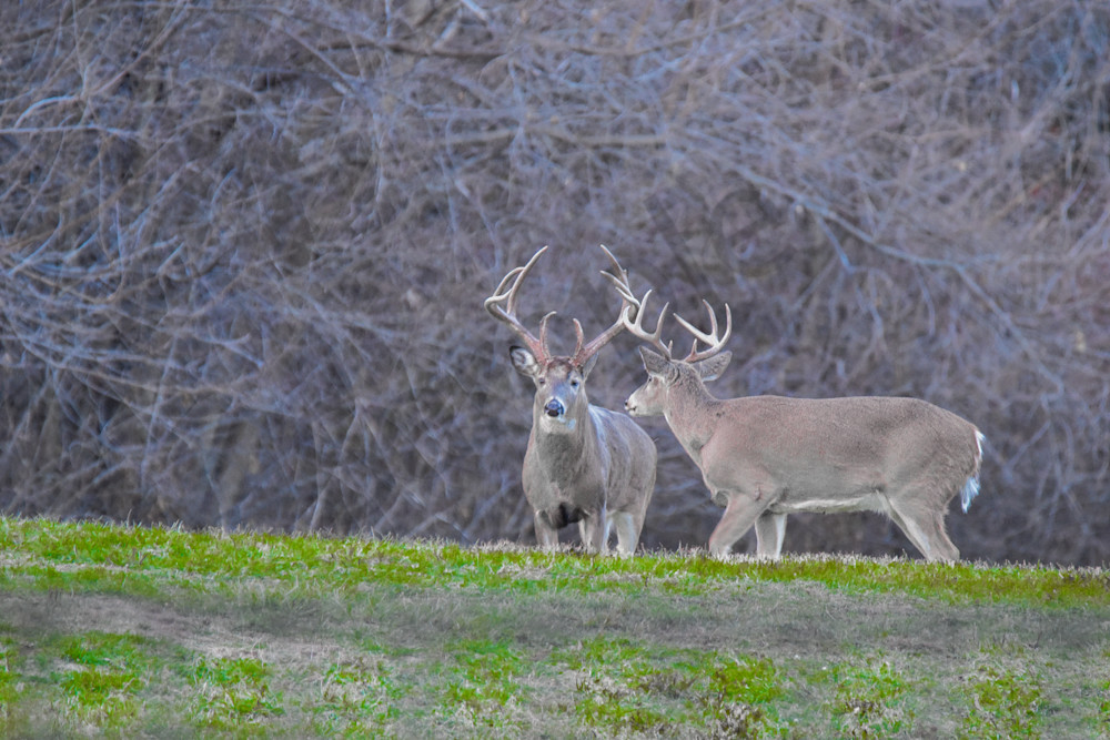 Dsc0087 3 Photography Art | Photos By Regan