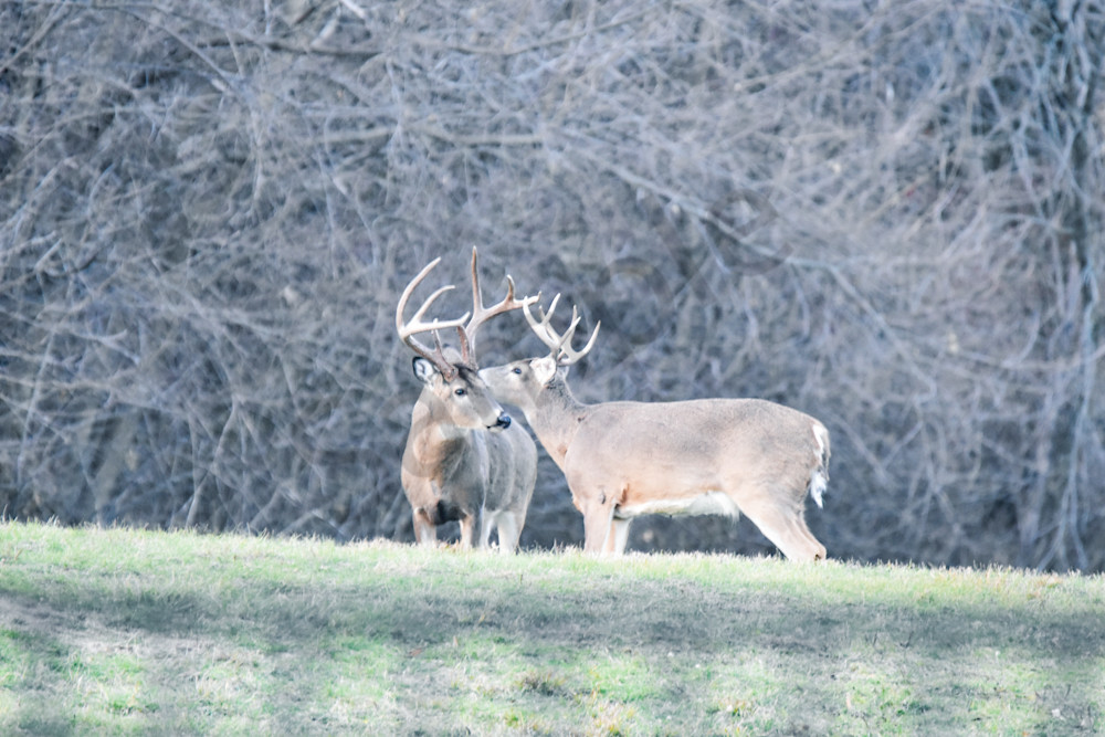 Dsc0088 6 Photography Art | Photos By Regan