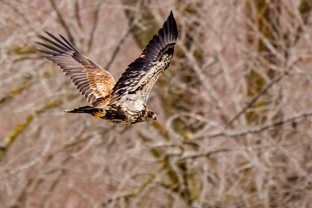 Dsc0660 Photography Art | Photos By Regan