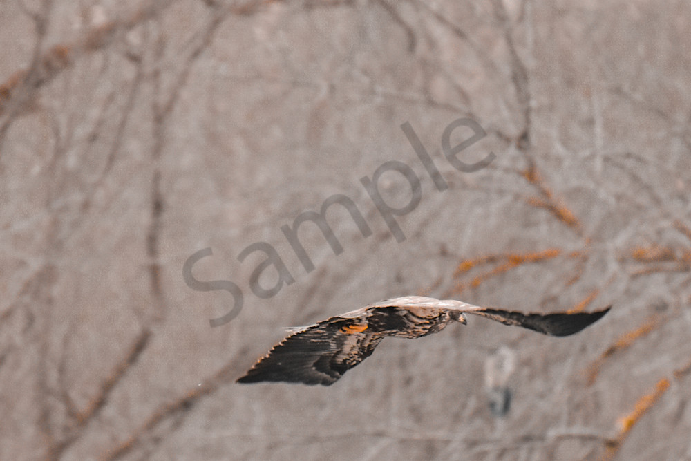 Dsc0659 Photography Art | Photos By Regan