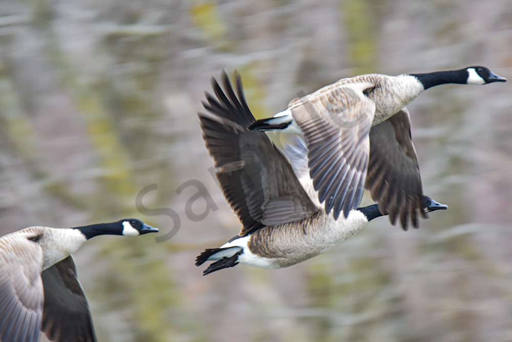 Dsc0181 4 Photography Art | Photos By Regan