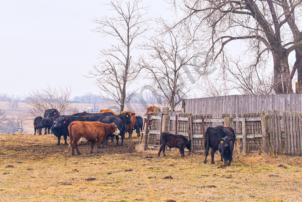 Dsc0048 7 Photography Art | Photos By Regan