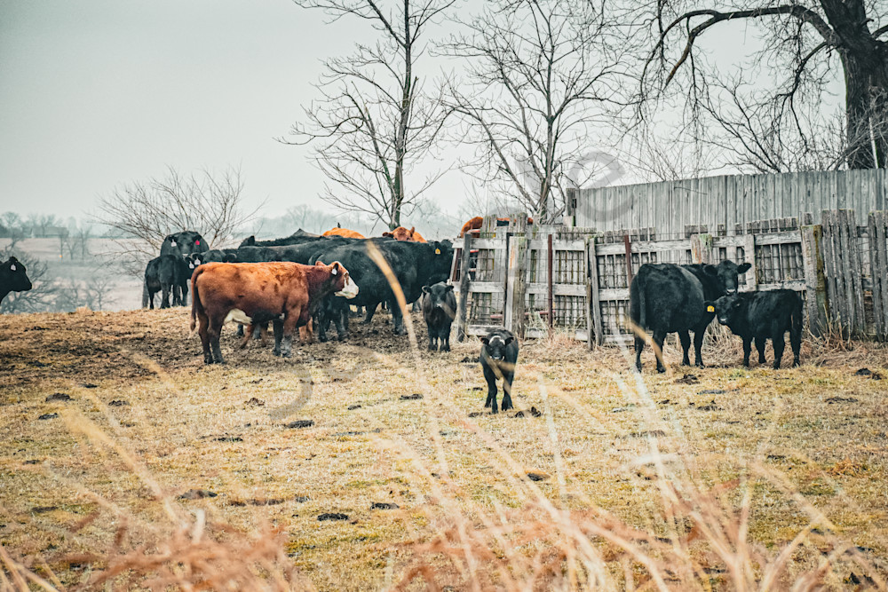 Dsc0044 6 Photography Art | Photos By Regan