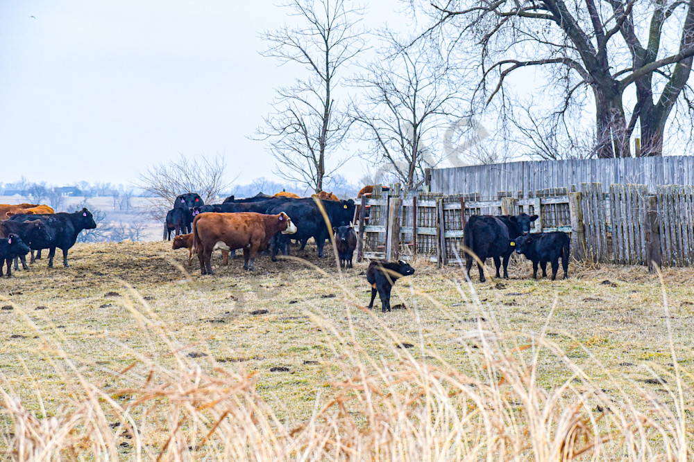 Dsc0045 9 Photography Art | Photos By Regan
