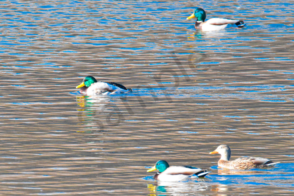 Dsc0494 Photography Art | Photos By Regan
