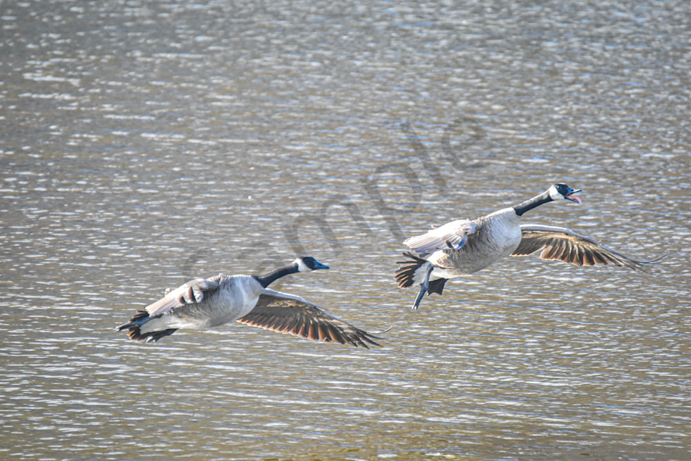 Dsc0504 Photography Art | Photos By Regan