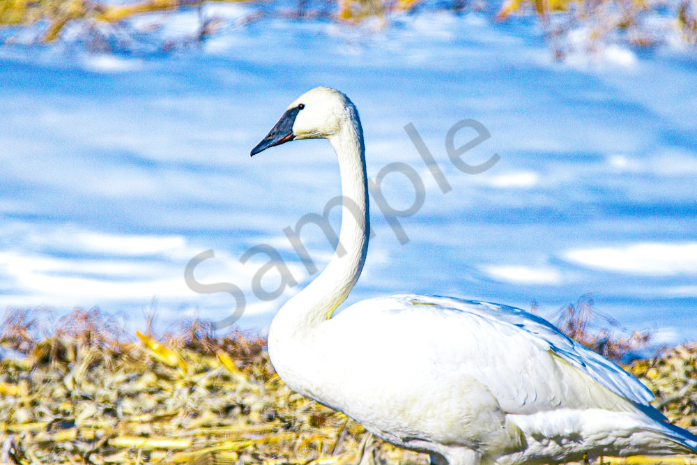Dsc0010 2 Photography Art | Photos By Regan