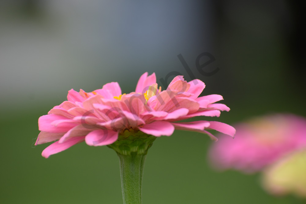 Dsc0011 4 Photography Art | Photos By Regan