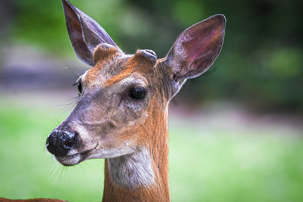 Dsc0013 4 Photography Art | Photos By Regan