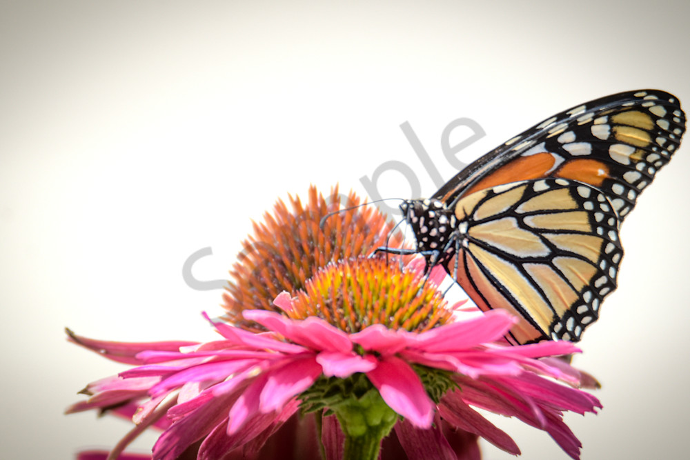 Dsc0021 Photography Art | Photos By Regan