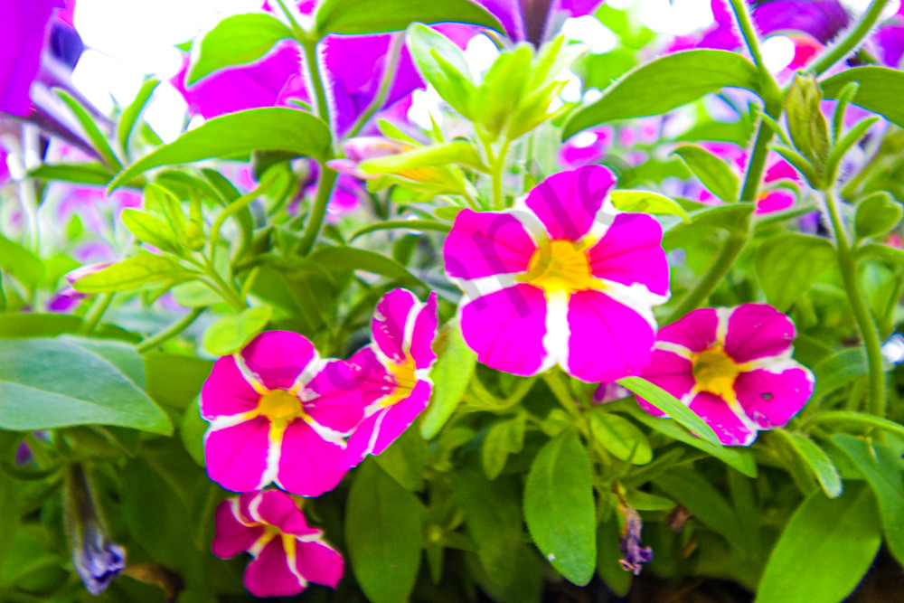 Dsc0025 2 Photography Art | Photos By Regan