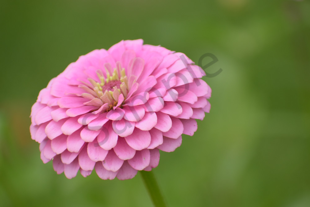 Dsc0025 3 Photography Art | Photos By Regan