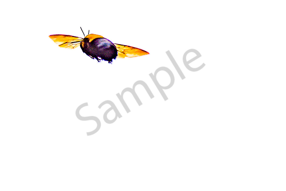 Dsc0026 3 Photography Art | Photos By Regan