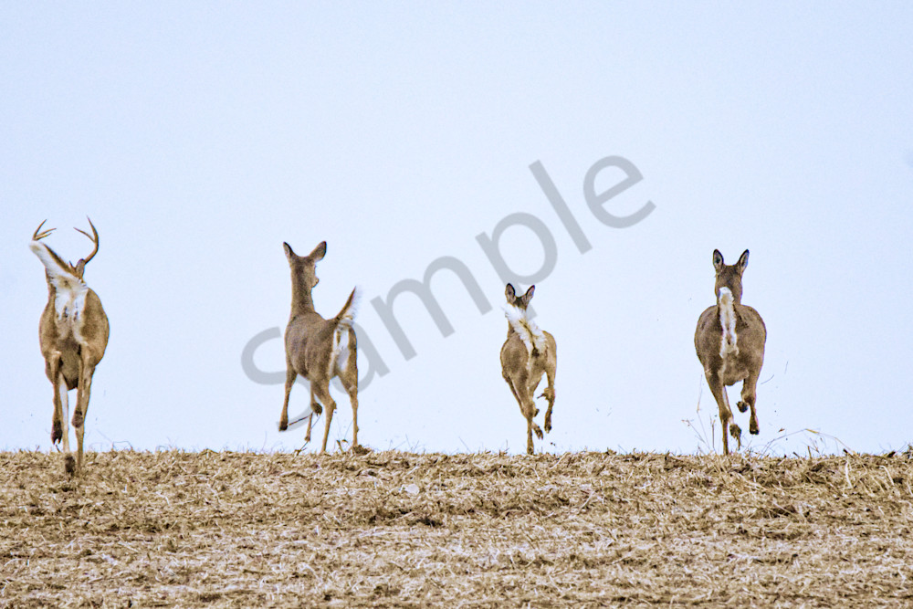 Dsc0030 Photography Art | Photos By Regan