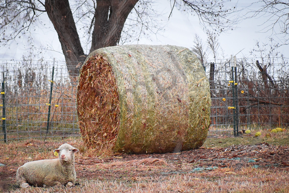 Dsc0026 2 Photography Art | Photos By Regan