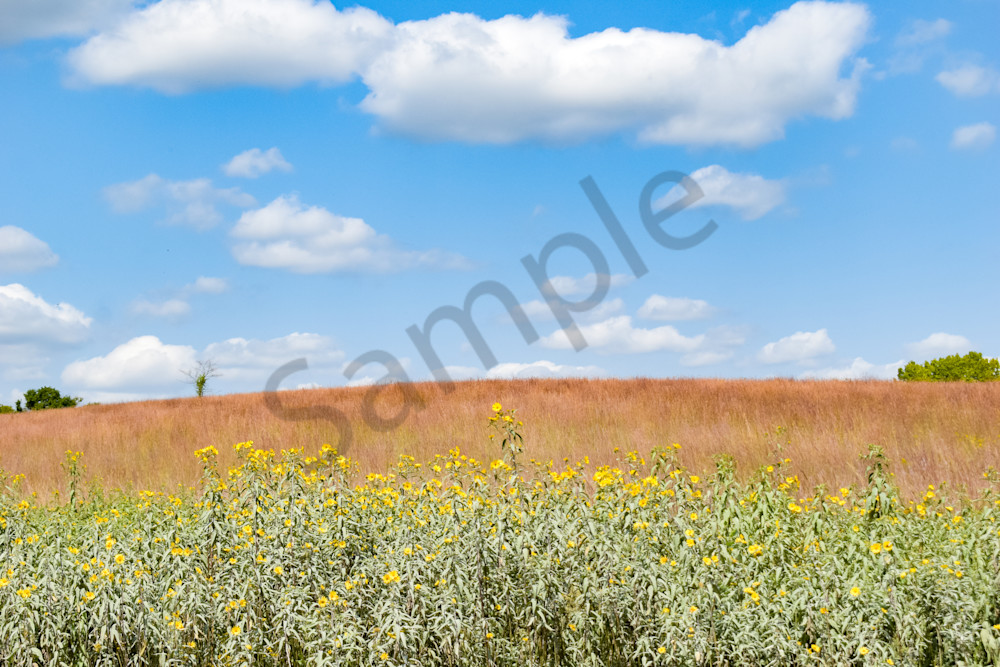 Dsc0049 Photography Art | Photos By Regan