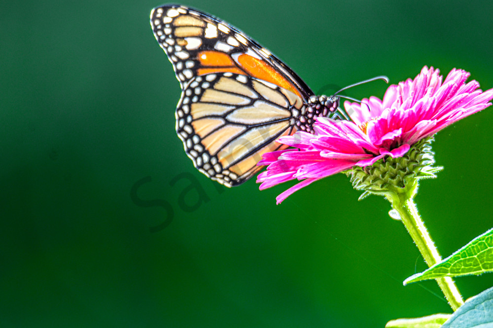 Dsc0040 Photography Art | Photos By Regan