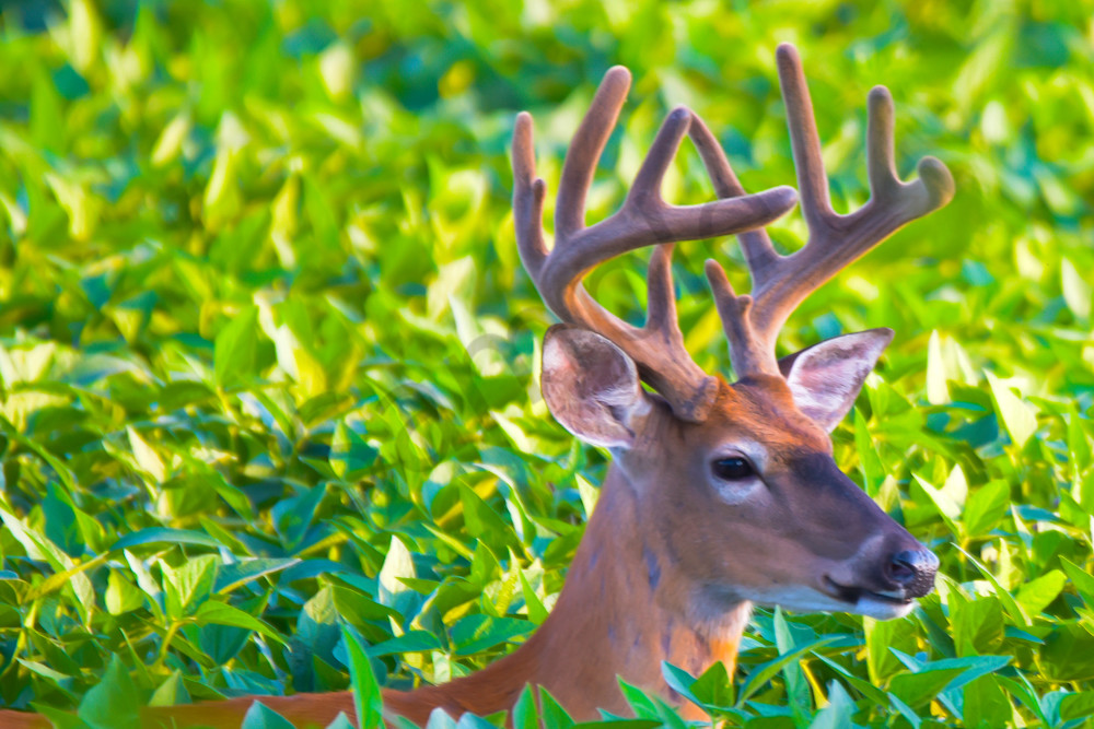 Dsc0050 2 Photography Art | Photos By Regan