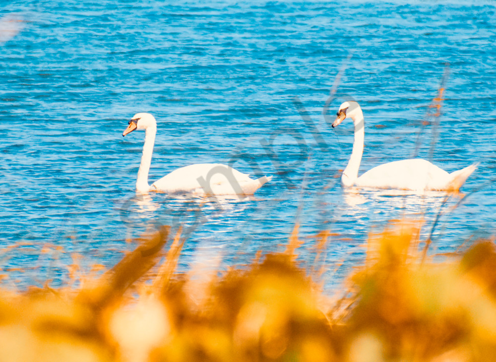 A Pair Of Swans Photography Art | Photos By Regan