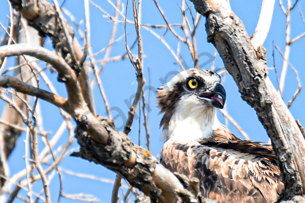Dsc0060 3 Photography Art | Photos By Regan