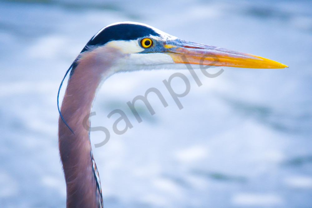 Dsc0060 4 Photography Art | Photos By Regan