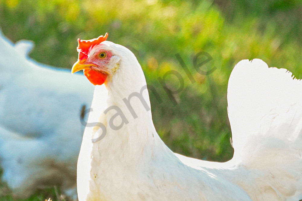 Dsc0061 Photography Art | Photos By Regan