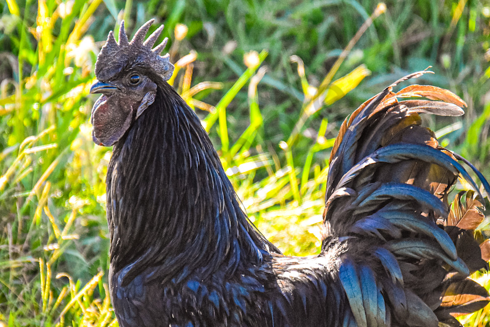 Dsc0071 Photography Art | Photos By Regan