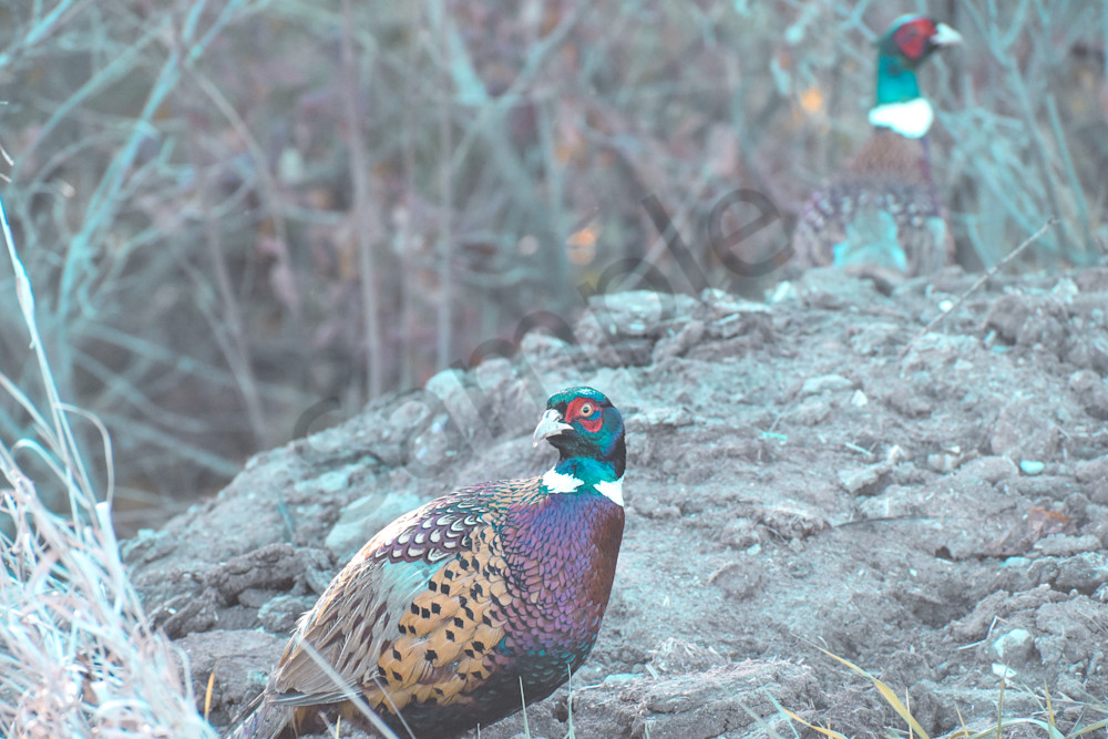 Dsc0082 Photography Art | Photos By Regan