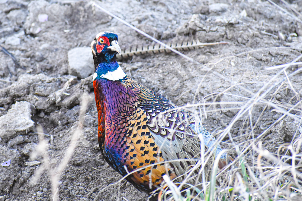 Dsc0089 2 Photography Art | Photos By Regan